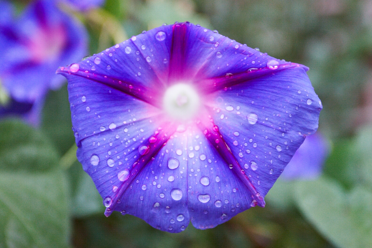 Fleurs