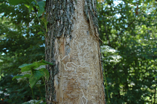 Arbre attaqué par l'agrile du frêne