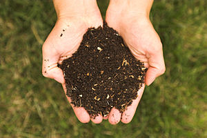 Mains pr�sentant du compost