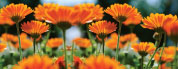 Distribution de fleurs