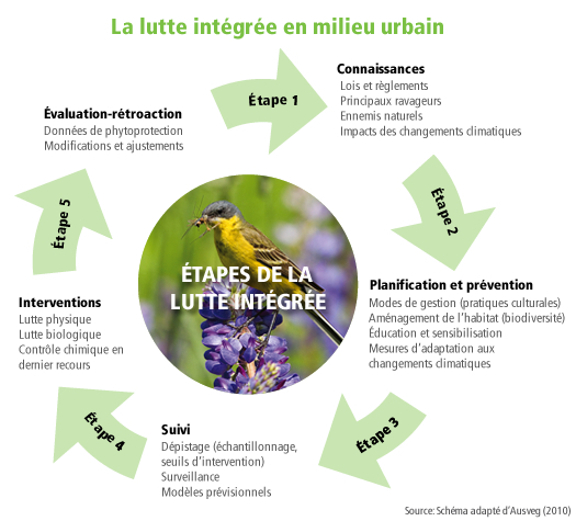 Étapes de la lutte intégrée
