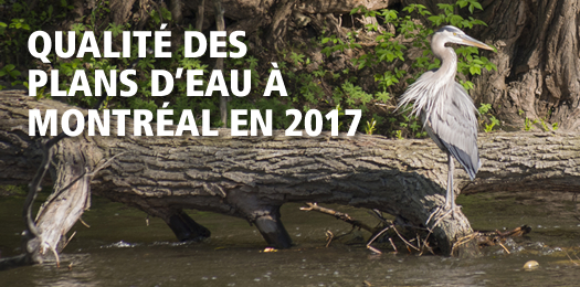 Qualité des plans d'eau à Montréal en 2016