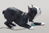 Permis de chien
