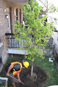 Un homme plantant un arbre. Un homme plantant un arbre.