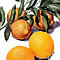 photo d’une orange et d’un citron