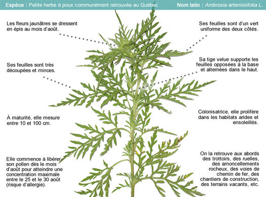 Fiche herbe à poux
