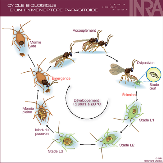 INRA, Bernard Chaubet (www6.inra.fr/encyclopedie-pucerons)
