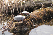 Tortues.