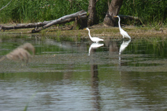 Deux grandes aigrettes dans le marais