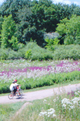 Promenade en vélo sur un sentier bordé de fleurs