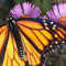 Insectarium de Montréal