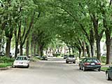 Photo d’une rue surplombée d’arbres