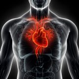 EPFL creates a virtual heart model for the diagnosis of pathologies