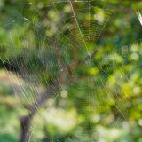 Spider: researchers have succeeded in making their silk even more resistant thanks to graphene