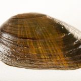 Rubber of the future: when mussels inspire researchers