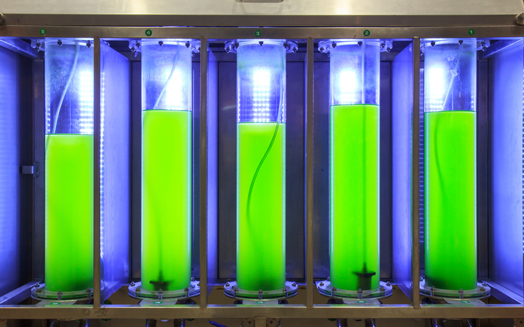 Photobioreactor in lab algae fuel biofuel industry Algae fuel or algal biofuel is an alternative to fossil fuel that uses algae as its source of natural deposits