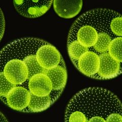 Biomimétisme : des algues pour doper les batteries