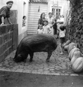 Photo noir et blanc montrant une cour avec un porc au premier plan, un homme derrière un muret à gauche et des femmes et des enfants en arrière plan.