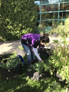 Une dame est penchée sur un grand sac de jardinage contenant des légumes. 