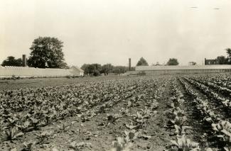 Photographie en noir et blanc d’un champ de choux avec à l’arrière-plan des serres.