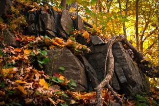 Gros plan sur le mont Royal, avec des rochers et des feuilles à l'avant-plan