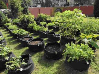 View of a community garden, with rows of plants growing in fabric pots. In the background, a wall separates the garden from the street and surrounding buildings.