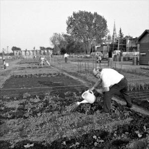 Un homme arrose son jardinet et, à l’arrière-plan, quelques autres citoyens entretiennent leur jardin, à proximité de bâtiments urbains.