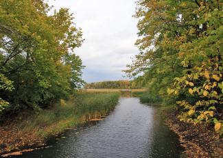 Ruisseau bordé d’arbres et de plantes de marais se jetant dans une rivière.