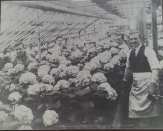 Photo en noir et blanc montrant l’intérieur d’une serre sur la longueur avec des plantes à fleurs au milieu et deux hommes de chaque côté.