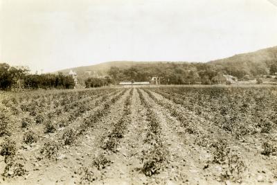 Photographie en noir et blanc représentant un champ de tomates avec à l’arrière-plan des bâtiments et le mont Royal.