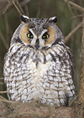 Hibou moyen-duc (Asio otus)