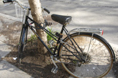Arbre et vélo