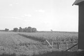 Champ de mas  Rivire-des-Prairies, 1945