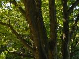 Vue générale de la section inférieure de l’arbre. Arbre de Katsura. Collège Notre-Dame.