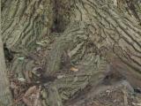 Vue de la base du tronc. Peuplier deltoïde. Parc du Mont-Royal.