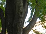Vue de la section inférieure de l’arbre. Arbre aux quarante écus. Université McGill.