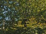 Vue générale de l’arbre. Hêtre européen à feuillage pourpre. Université McGill.