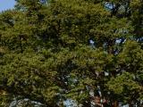 Vue générale de l’arbre. If japonais. Cimetière Mont-Royal.