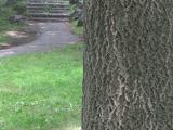 Vue du tronc. Phellodendron de l’Amour. Parc du Mont-Royal.