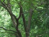 Vue générale de l’arbre. Phellodendron de l’Amour. Parc du Mont-Royal.