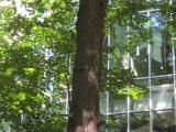 Vue générale de l’arbre et son reflet dans la structure de verre de l’édifice. Caryer cordiforme. Hautes études commerciales.