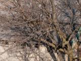 Le tennis couvert de la maison John-Wilson-McConnell (aujourd’hui centre de réadaptation de l’Hôpital général de Montréal) est entouré d’arbres matures. Photographie.