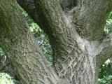 Vue de la partie supérieure du tronc. Phellodendron de l’amour. Parc du Mont-Royal.