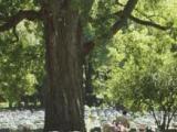 Rangées de monuments au cimetière Notre-Dame-des-Neiges, entourant un arbre majestueux.