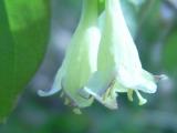 Fleurs du chèvrefeuille du Canada. Photographie.