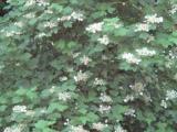 Plan entier d'une viorne à feuilles d'érable en fleurs