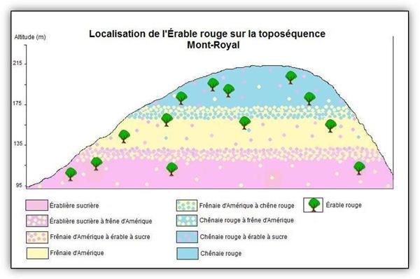 Localisation de l'Érable rouge sur la toposéquence du Mont-Royal