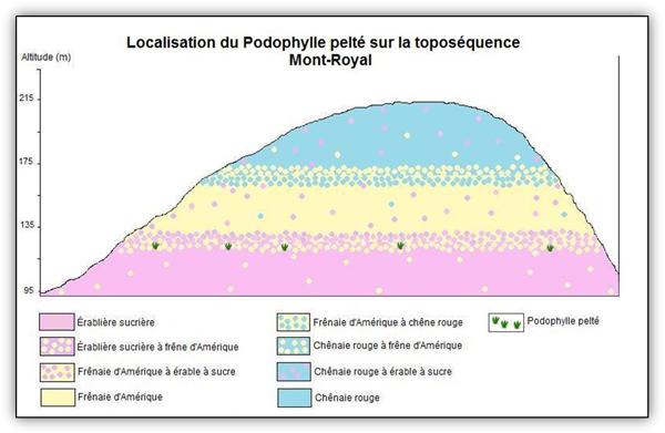 Localisation du Podophylle pelté sur la toposéquence Mont-Royal
