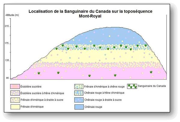 Localisation de la Sanguinaire du Canada sur la toposéquence  du Mont-Royal.