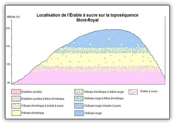 Localisation de l'Érable à sucre sur la toposéquence du Mont-Royal.